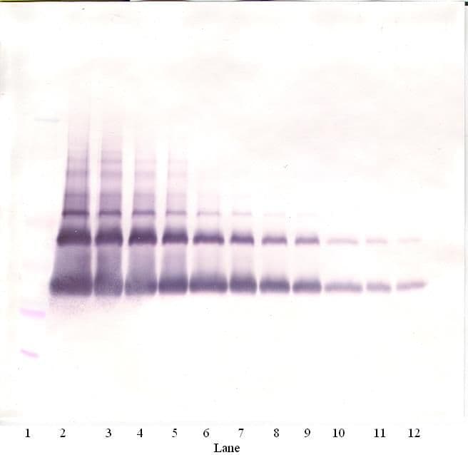 Polyclonal Rabbit anti-Human VEGFA / VEGF Antibody (WB)