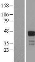 RNF126 Protein (Over-Expression Lysate Myc-DDK (Flag))