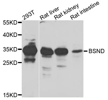 BSND / Barttin Antibody