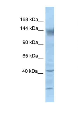 KCNH2 / HERG Antibody (aa895-944)