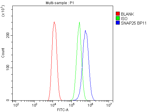 IHC-plus™ SNAP25 Antibody
