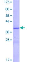 Human LCE1F Protein (Recombinant GST)