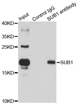 Polyclonal Rabbit anti-Human SUB1 Antibody (IHC, IF, WB)