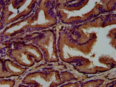 GNAL Antibody