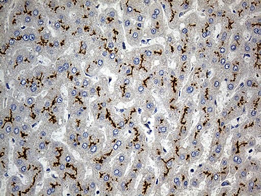 Monoclonal Mouse anti-Human ABCC2 / MRP2 Antibody (clone OTI5C3, Carrier-free, aa1256-1545, IHC, WB)