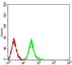 Monoclonal Mouse anti-Human EIF4EBP1 / 4EBP1 Antibody (clone 1E2E7, phospho-Ser65, IHC)