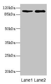 GRIK3 / GLUR7 Antibody