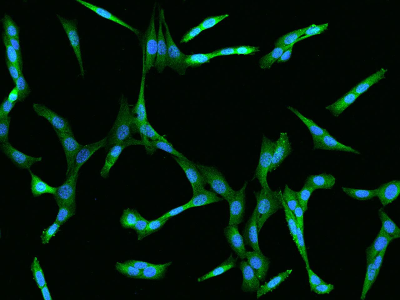 MAP2K1 / MKK1 / MEK1 Antibody (clone 131, Preservative Free)