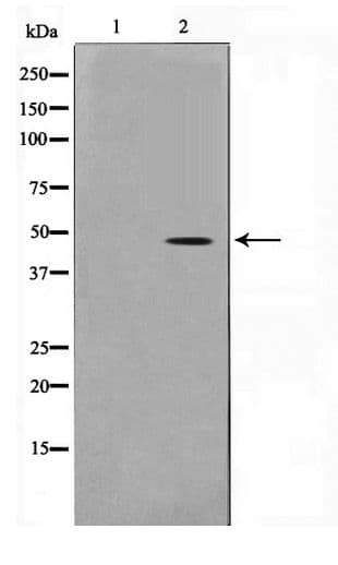 Polyclonal Rabbit anti-Human CTBP1 / CTBP Antibody (IHC, WB)