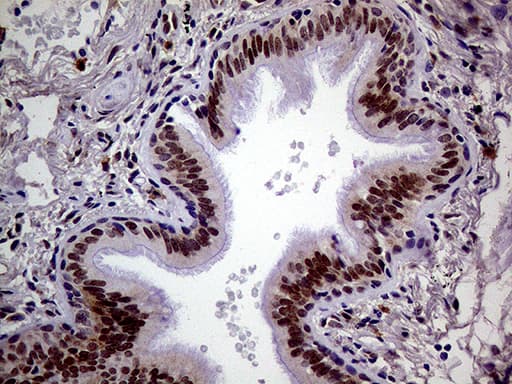MAGEB4 Antibody (aa1-193, clone OTI3H2, Carrier-free)