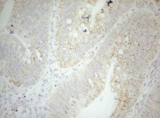 DECR1 Antibody (clone OTI5D12)