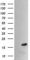 PPIL3 Antibody (clone OTI1D4)