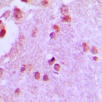 MCM5 Antibody (N-Terminus)