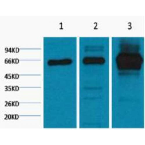 Monoclonal Mouse anti-Human RELA / NFKB p65 Antibody (clone 5G6, N-term, WB)
