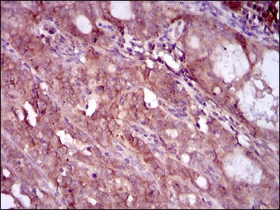 EGFR Antibody (aa693-893, clone 5G9B5)