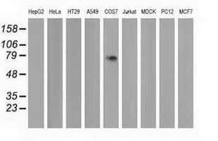 PPWD1 Antibody (clone OTI2B1)