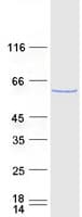 Human PTBP1 Protein (Recombinant Myc-DDK (Flag))