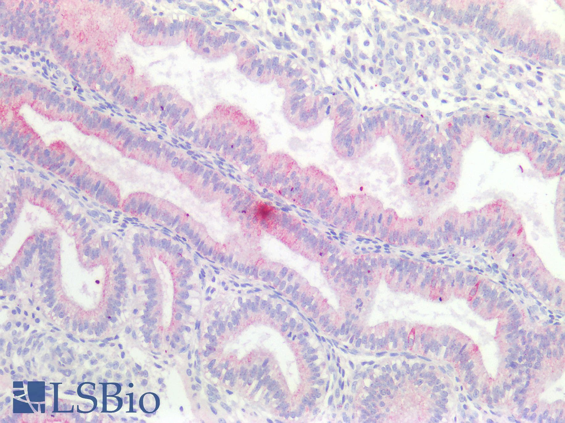 PathPlus™ c-Kit / CD117 Antibody (aa685-697)