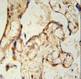 Polyclonal Rabbit anti-Human PON2 Antibody (aa74-101, IHC, IF, WB)
