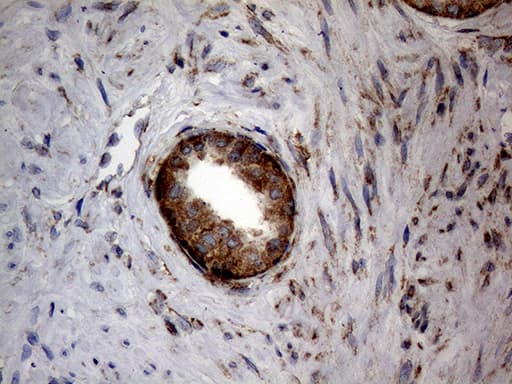 Monoclonal Mouse anti-Human DIRAS2 Antibody (clone OTI8A5, Carrier-free, aa1-196, IHC, WB)