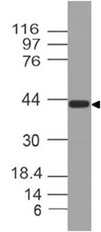 WNT5A Antibody