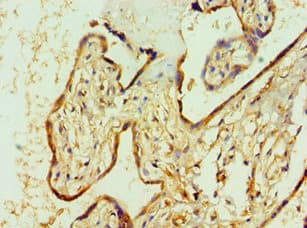 AGPAT1 Antibody (aa204-283)
