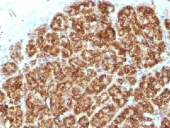 MAML2 Antibody (clone MAML2/1302)