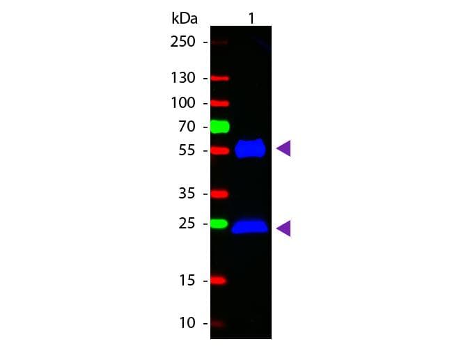 Goat Anti-Mouse IgG Secondary Antibody (FITC)