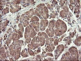 SNX8 Antibody (clone OTI1A1)