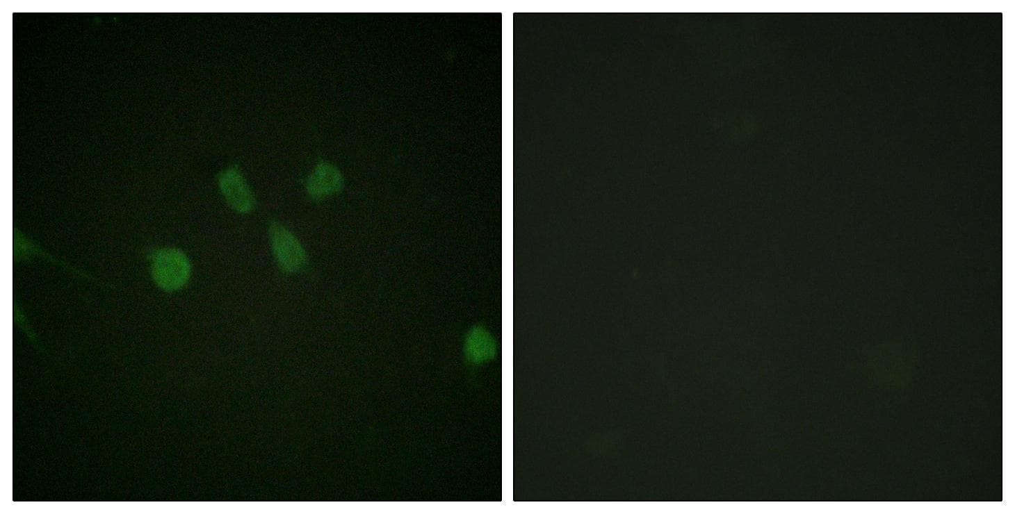 MAD1L1 / MAD1 Antibody (Ab-428)