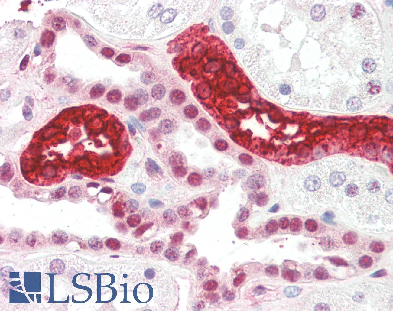 IHC-plus™ UMOD / Uromodulin Antibody (clone 10.32, FITC)