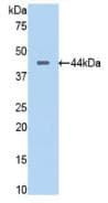 PTF1A Antibody (aa177-328, HRP)