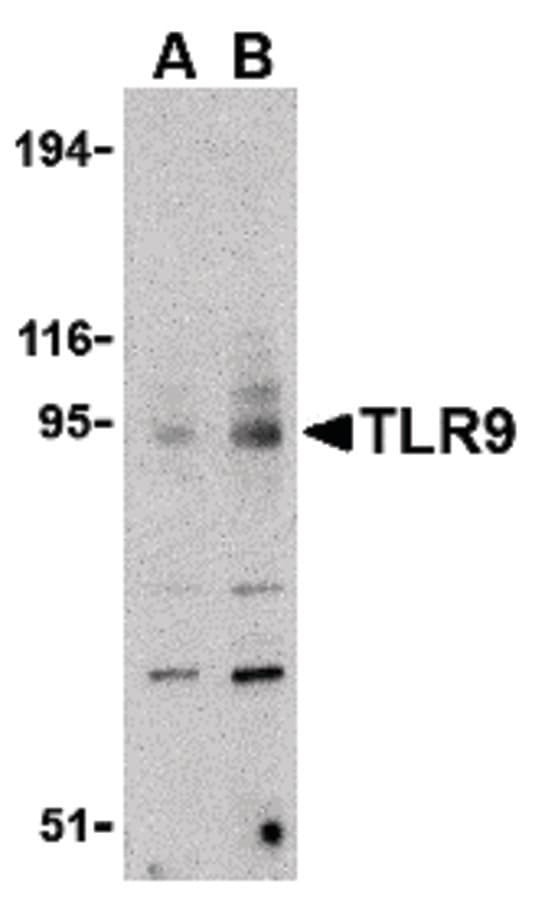 IHC-plus™ TLR9 Antibody