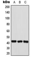 Polyclonal Rabbit anti-Human HEXIM2 Antibody (Internal, WB)