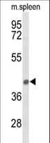 PEX12 Antibody (aa131-158)