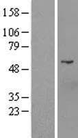 D2HGDH Protein (Over-Expression Lysate Myc-DDK (Flag))