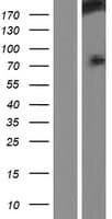 HECW1 Protein (Over-Expression Lysate Myc-DDK (Flag))