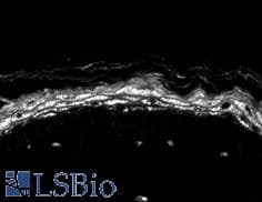 SCN10A / Nav1.8 Antibody (aa1724-1956, clone S134-12, PerCP)