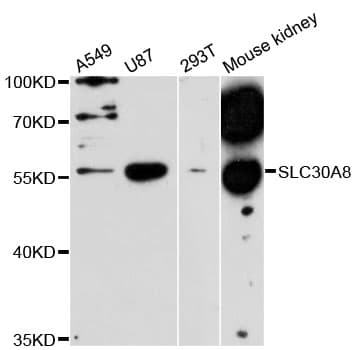 Polyclonal Rabbit anti-Human SLC30A8 / ZNT8 Antibody (WB)