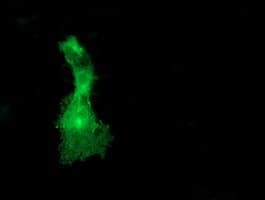 DOK2 Antibody (clone OTI1A4, Carrier-free)