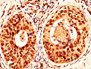 H2AFX / H2AX Antibody