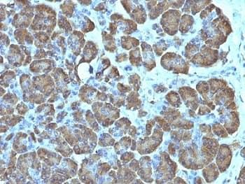 Mitochondria Antibody (clone SPM198, Azide-free, BSA-free)