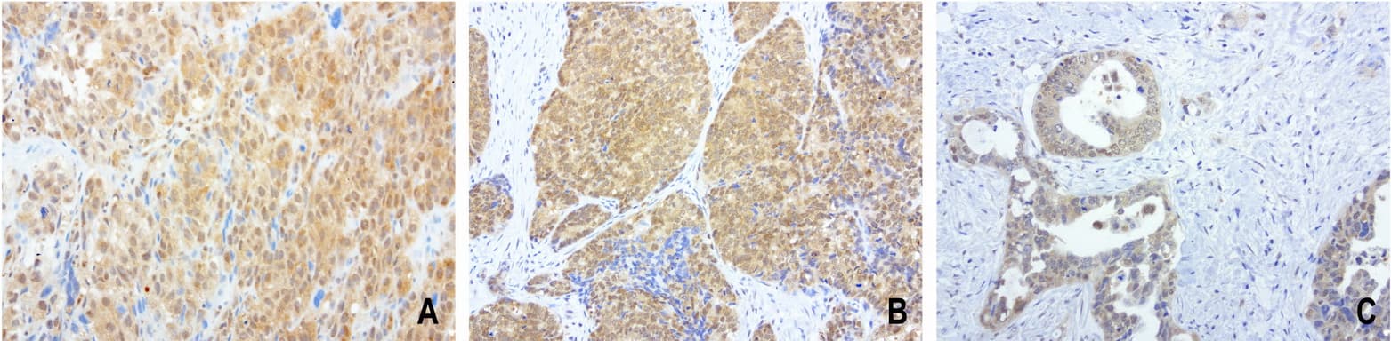 PSMA6 Antibody (clone UMAB102)