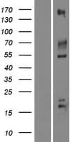 IGSF9B Protein (Over-Expression Lysate Myc-DDK (Flag))