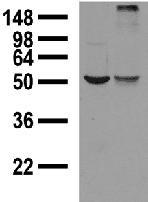 GABRA1 Antibody (aa355-394, clone S95-35)