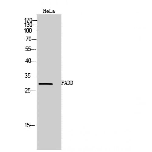 FADD Antibody (130-210 aa)