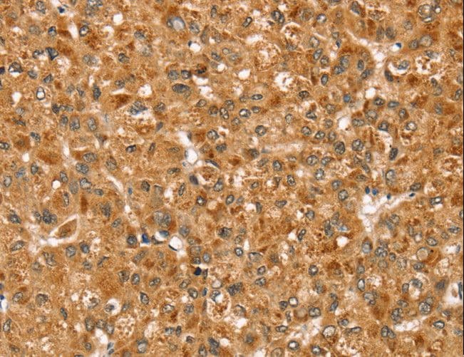 STX3 / Syntaxin 3 Antibody
