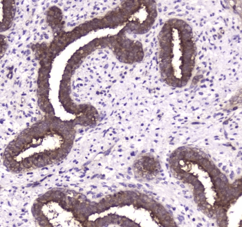 YWHAZ / 14-3-3 Zeta Antibody