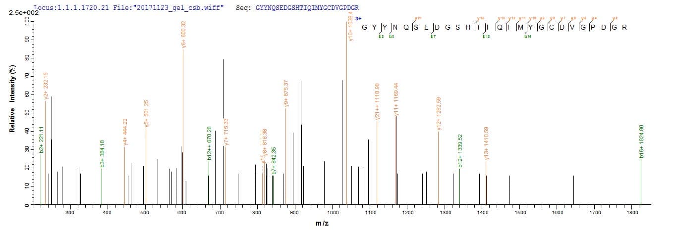 Human HLA-A Protein (Recombinant 6His, N-terminus)