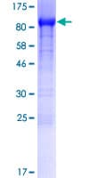 Human SHCBP1 Protein (Recombinant GST)